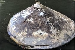 美国河流中打捞出金属物体，其内部发现核动力系统的物质