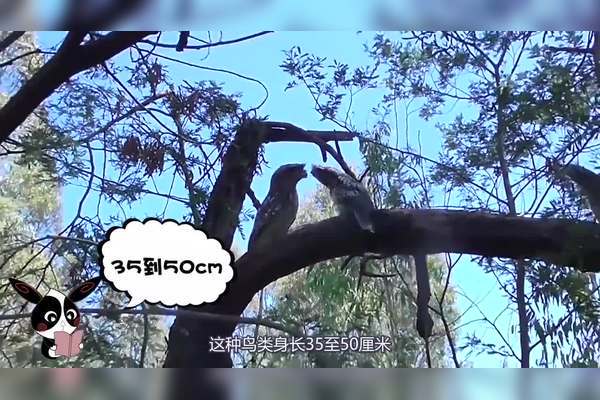 太平洋里藏着会“隐身”的树人？真相其实比你想象的更有趣！