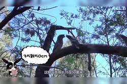 大西洋三头犬的隐身之谜：大自然的光学魔术