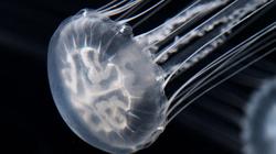 大西洋夜行海妖：深海中的荧光奇迹