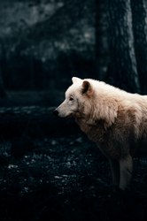 那晚雨声里的狼嚎，竟不是杀戮的信号