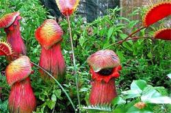 深渊里的红莲：食人花