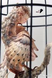 撒哈拉时间鸟身女妖：时间的魔术师