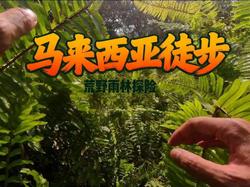 毒雾雨林里的“暗夜精灵”：你从未见过的致命森林生物