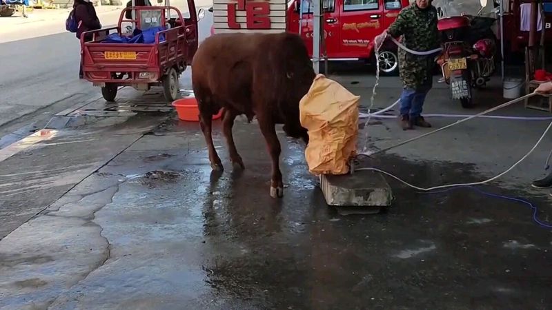 瓦努阿图的血色仪式:我亲眼见证的 瓦努阿图的血色仪式:我亲眼见证的