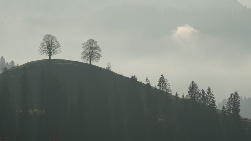 阿尔卑斯树精的秘密：大自然的吞噬者