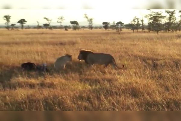 非洲的独角兽之谜|荒芜与神话交织的美丽画卷 非洲的独角兽之谜|荒芜与神话交织的美丽画卷
