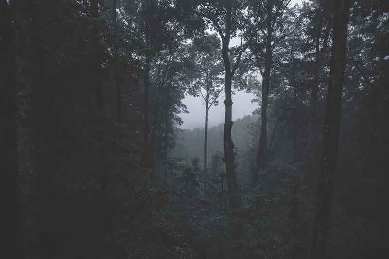 黑森林失真照片透明人