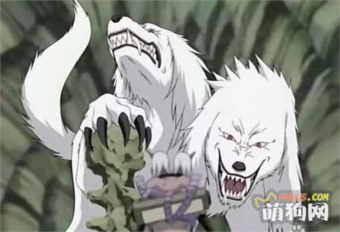 撒哈拉的野性·当三头犬的传说遇上现实的生存法则