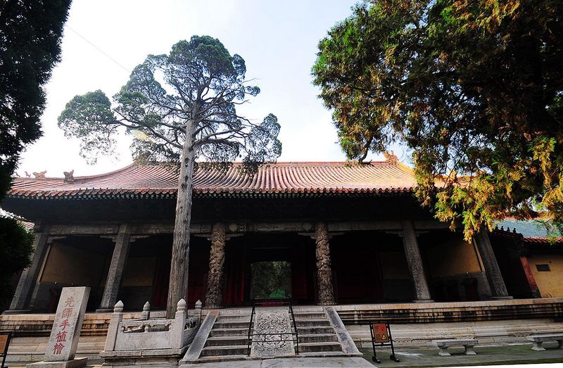 你可能不知道:树也能“守墓”?东方树人背后的科学真相 你可能不知道:树也能“守墓”?东方树人背后的科学真相