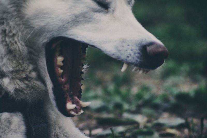 撒哈拉洛基巨狼灾厄：当神话照进现实，一场关于基因与生态的残酷进化论