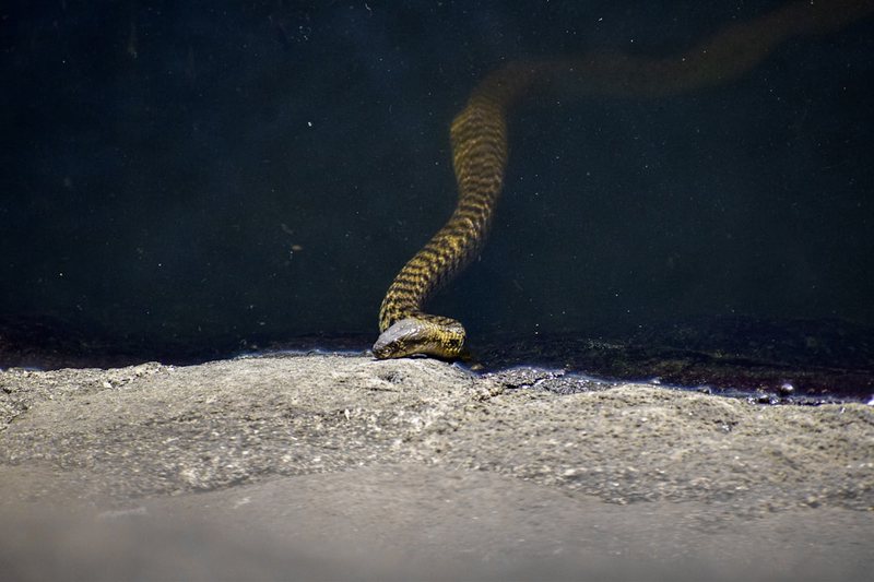 佛罗里达目击蜥蜴人母星—一个令人震惊的自然奇迹