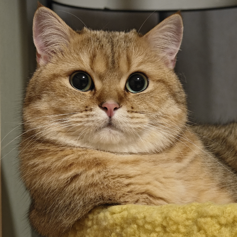 古城里的“冰霜猫妖”是真的吗？揭秘窗户上的霜花艺术与猫的体温秘密？