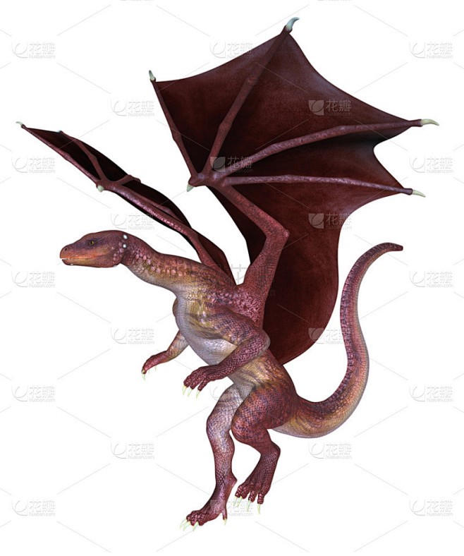 来自澳洲的“红色入侵者”：揭开红龙虾背后的生存谜团