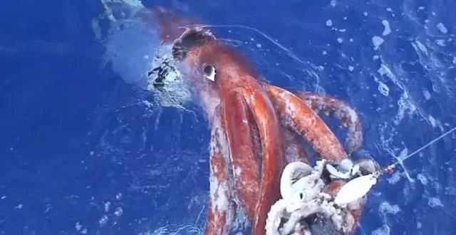 北极深处的谜团：克拉肯的真相