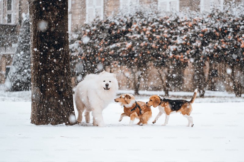 冥界看门犬的传说：三头犬祭祀背后的科学与神话