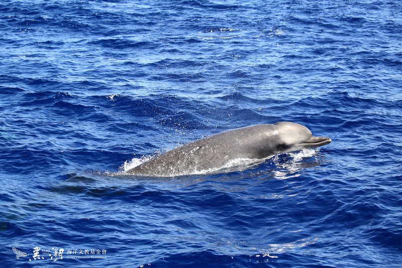 大洋洲夜叉航海：一场穿越时间与空间的奇幻之旅