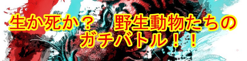 安第斯火蜥丰收?其实它根本不是火蜥蜴,而是“高原上的发光精灵” 安第斯火蜥丰收?其实它根本不是火蜥蜴,而是“高原上的发光精灵”