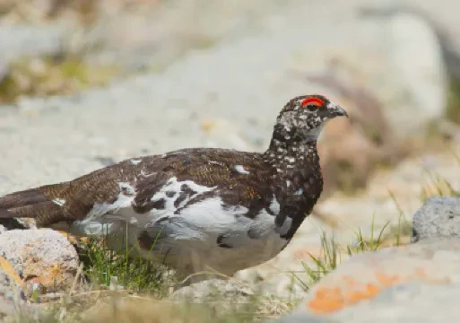 冰湖之上,雷鸟翩翩起舞·揭秘湖泊冰霜雷鸟的神秘生活 冰湖之上,雷鸟翩翩起舞·揭秘湖泊冰霜雷鸟的神秘生活