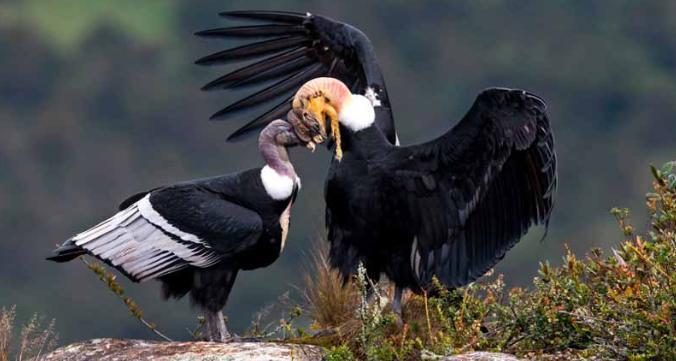 安第斯天空狮鹫:神话中的飞龙,真实存在的“天空之王”? 安第斯天空狮鹫:神话中的飞龙,真实存在的“天空之王”?