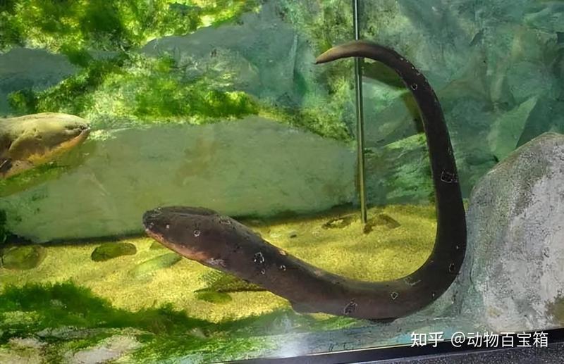 电鳗之谜：为什么它们能像鱼一样游泳却比鱼游得更快？