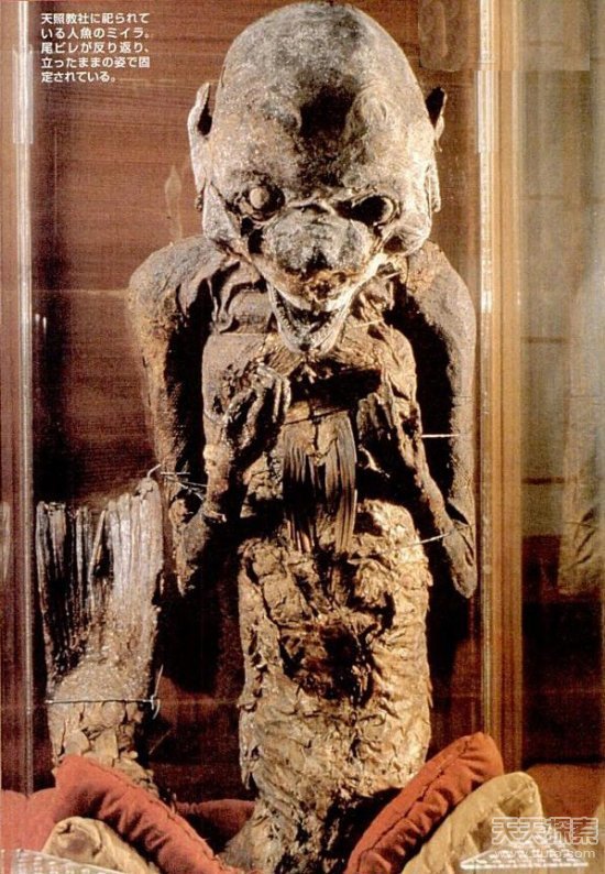 深海中的神秘“木乃伊”—自然界的奇妙防腐术 深海中的神秘“木乃伊”—自然界的奇妙防腐术