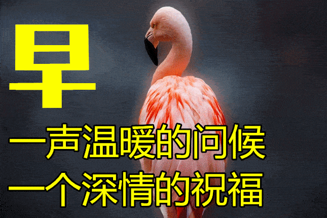 火鸟祝福:为什么火烈鸟是“火”的化身?揭秘大自然最浪漫的粉色奇迹 火鸟祝福:为什么火烈鸟是“火”的化身?揭秘大自然最浪漫的粉色奇迹