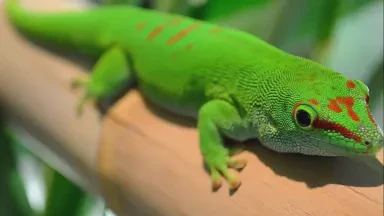 巨人的日行｜夜空中的奇妙旅程