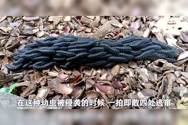 神农架深夜的“九头蛇”之谜·它到底长啥样?会不会飞? 神农架深夜的“九头蛇”之谜·它到底长啥样?会不会飞?