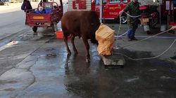 瓦努阿图的血色仪式：我亲眼见证的"牛残割"真相