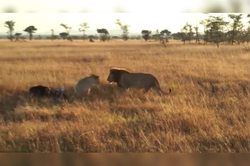 非洲的独角兽之谜｜荒芜与神话交织的美丽画卷