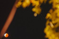 南美失落麒麟：传说与科学的奇妙交汇