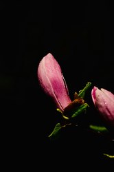 那口虫，春天的甜味…