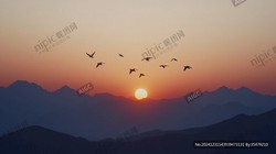 喜马拉雅日行鹏鸟：传说中的神鸟与现实的壮丽