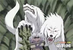 撒哈拉的野性·当三头犬的传说遇上现实的生存法则