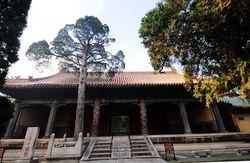 你可能不知道：树也能“守墓”？东方树人背后的科学真相