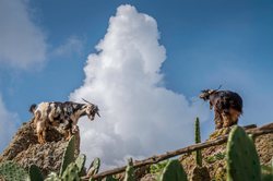 狗头人神与血祭盛宴：揭秘南美文明中的“犬神吞噬”之谜