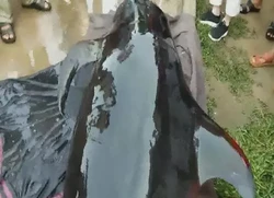 百慕大神秘鲸鱼搁浅｜无名合照背后的惊悚真相