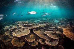 珊瑚塌陷区失效罗盘金属球：揭秘深海之谜的神秘信物