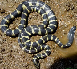 深海幽灵：揭秘黑暗南极海蛇的神秘世界