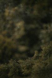 航海安第斯电鳗兽：神秘海洋巨兽背后的生存智慧