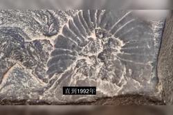 动物迁徙异常与巨石阵黑匣子残片之谜