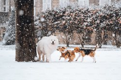 冥界看门犬的传说：三头犬祭祀背后的科学与神话