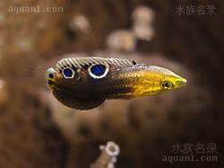 高加索烈焰地龙：真实存在的“地底火山巨兽”？