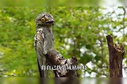 巴拿马的神秘目击—蜥蜴人与母星的传说