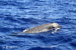 大洋洲夜叉航海：一场穿越时间与空间的奇幻之旅
