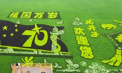 麦田里的秘密｜印度那张被遗忘的“绝密文件”