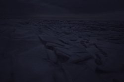 北极的夜行者：神秘生物的昼夜之谜