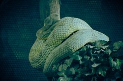 羽蛇神梦境—玛雅神话中的神秘预言与现实科学的多重解读