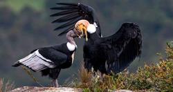 安第斯天空狮鹫：神话中的飞龙，真实存在的“天空之王”？